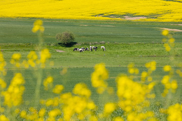 Milchuh auf Weide in Deutschland