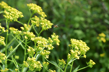 yellow flower in the garden