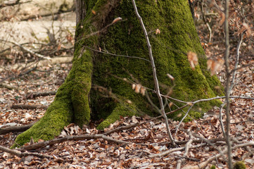 Naklejka na ściany i meble closeup of moss on tree trunk in the forest