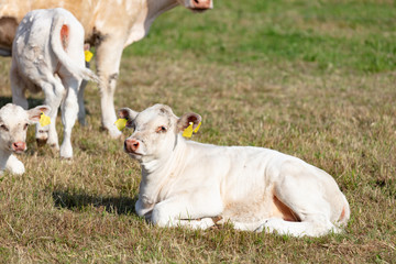 Milchuh auf Weide in Deutschland