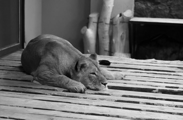 Sleaping lion