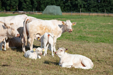 Milchuh auf Weide in Deutschland