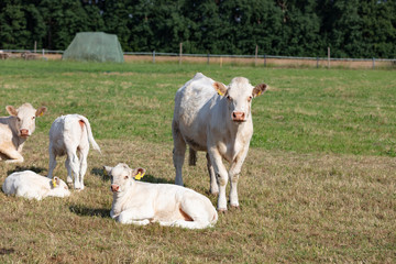 Milchuh auf Weide in Deutschland