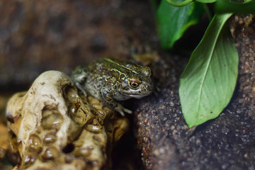 Frog on the rock