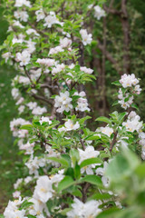 Fototapeta premium Pommier en fleur