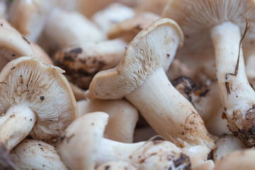 Champignons de Paris