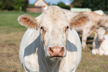 Milchuh auf Weide in Deutschland