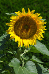 Tournesol
