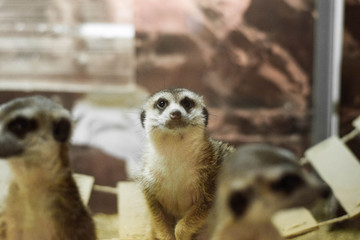 meerkat