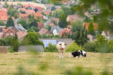 Milchuh auf Weide in Deutschland