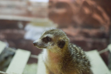 meerkat on guard