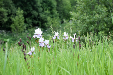 field of flowers