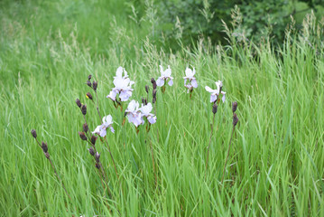 field of flowers