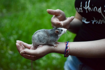 rat on the hand