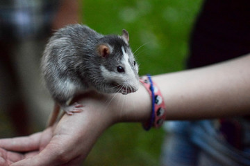 rat on the hand