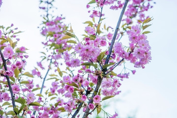 Pink flowers on a spring branch