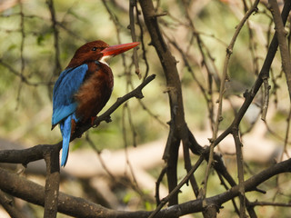 kingfisher on a branch