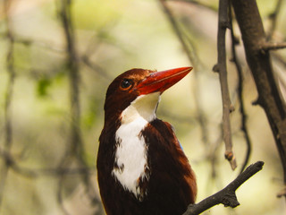 Close up shot of kingfisher