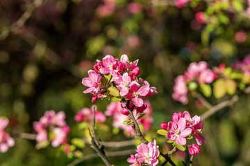 Branches of flowering Apple trees in the spring, pink flowers.