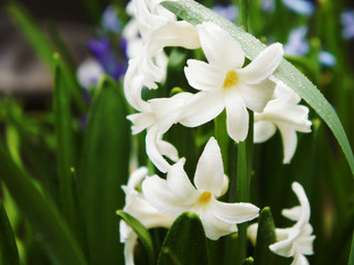 white spring hyacinth flower blossomed photograph. close up background