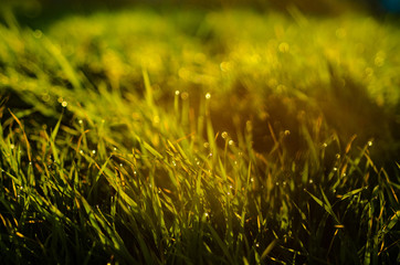 朝露のに光る草原