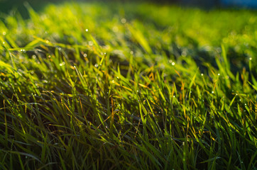 朝露のに光る草原
