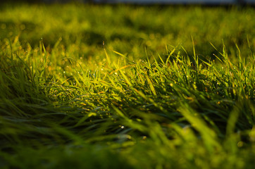 朝露のに光る草原