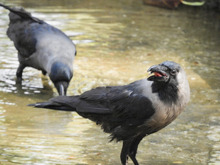 Crow drinking water in lake