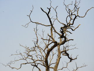 Bare tree on blue sky