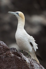 Northern gannet, Bass rock colony, Scotland