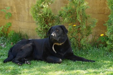 a big black dog is lying on the green grass of a lawn by a brown fence