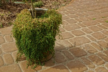 an old pot overgrown with green vegetation stands on a brown sidewalk