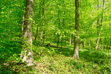 Rotbuchenwald, Krefeld, Deutschland