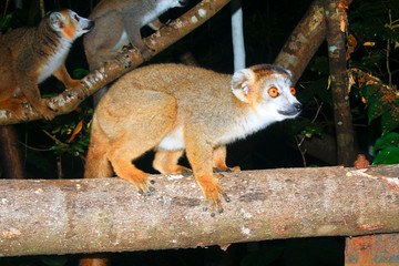 Portrait of crowned lemur (Eulemur coronatus) Ankarana National Park. The crowned lemur is endemic to the dry deciduous forests of the northern top of Madagascar.