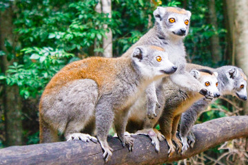 Obraz premium Portrait of crowned lemur (Eulemur coronatus) Ankarana National Park. The crowned lemur is endemic to the dry deciduous forests of the northern top of Madagascar.