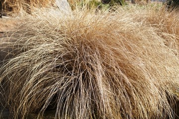 dry grass,grass, wheat, texture, hair, field, nature, brown, dry, agriculture, yellow, plant, grain, summer, gold, crop, fur, golden, hay, autumn, closeup, abstract, straw, bread, farm, food, dry,