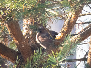 jay in pine branches