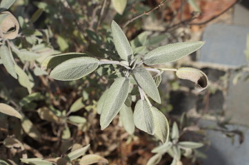 Salbei, outside,green, leaf, nature, plant, flower, insect, leaves, macro, herb, spring, close-up, white, garden, fresh, food, flowers, closeup, grass, stem, natural, mint, bud