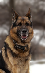 German Shepherd in winter