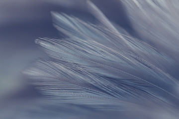 Blue chicken feathers in soft and blur style for background