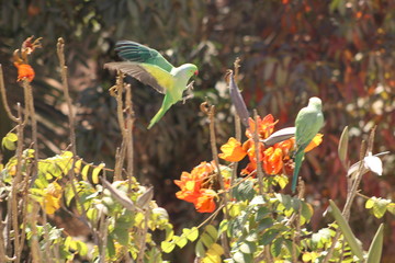 Pair of parrots on a flowering tree