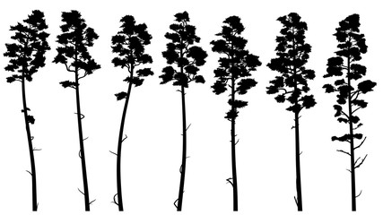 Silhouettes of tall pine trees with bare trunk (cedar).