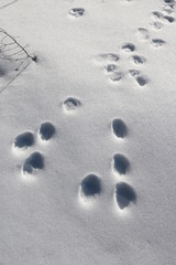 Fototapeta na wymiar Traces de lièvre dans la neige