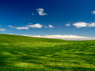  Wheat field moving with the wind in spring