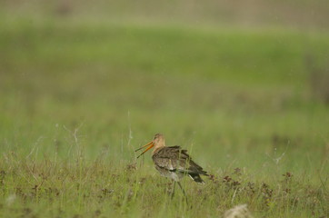 Black-tailed Godwit (Limosa limosa)