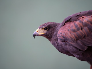 Eagle waiting for its prey