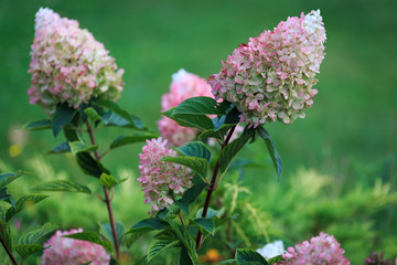 gorgeous hydrangea flowers on a light green blurred nature background