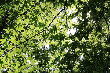 日光国立公園・龍王峡の青紅葉