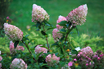 Obraz premium gorgeous hydrangea flowers on a light green blurred nature background