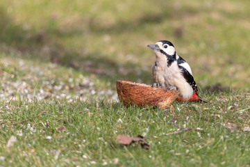 Great spotted woodpecker (Dendrocopos major)